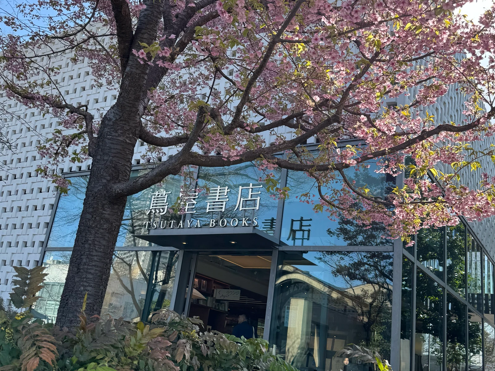 Pink blossoms outside Tsutaya Books.